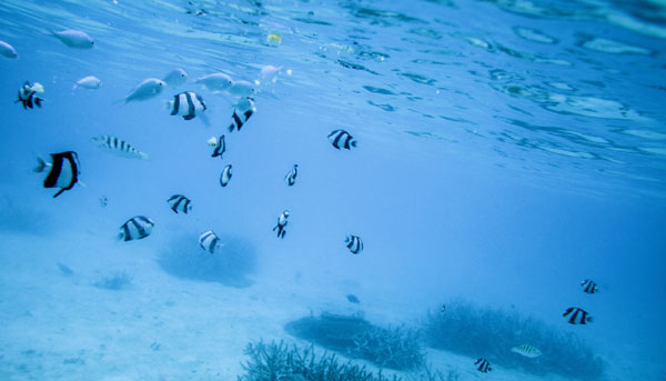電子元件灌封膠|北京電子灌封膠|水下電子灌封膠廠家-施奈仕