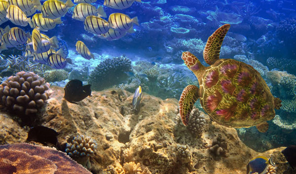 電子元件灌封膠|北京電子灌封膠|水下電子灌封膠廠家-施奈仕