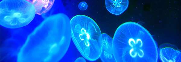 環(huán)氧灌封膠,耐高壓灌封膠,海洋探測傳感器灌封膠