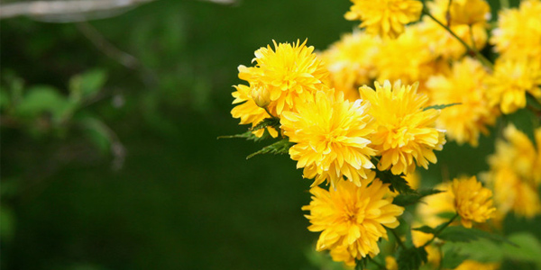 清明習(xí)俗,清明放假安排,2021清明節(jié)